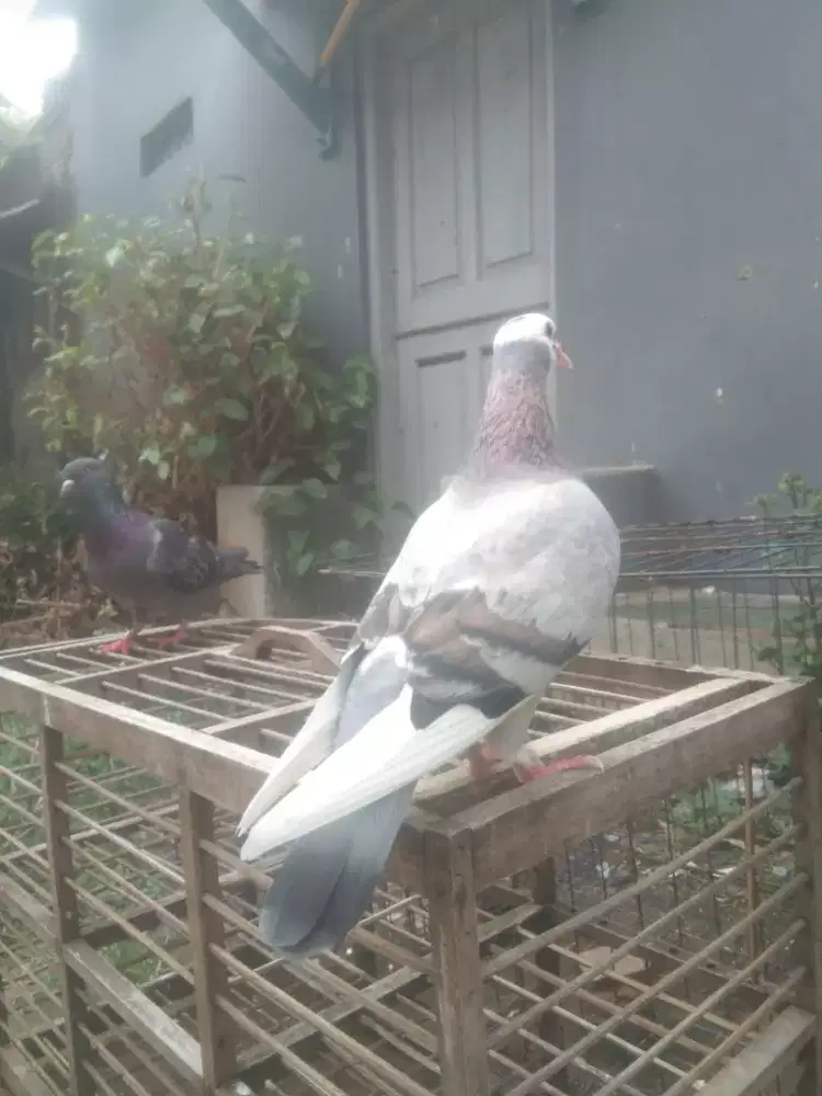Burung Dara Betina Pacek