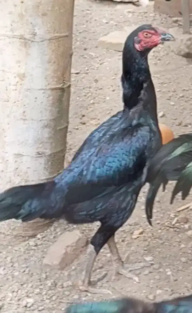 Ayam bk anak jawara