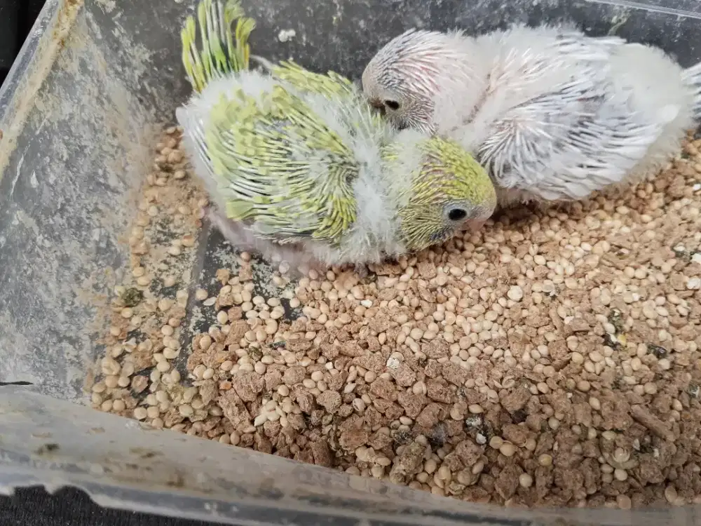 ANAKAN BURUNG PARKIT,JINAKAN,SEPAKET