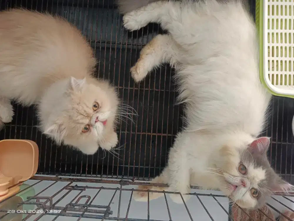 Over adop kucing persia peaknose sepasang