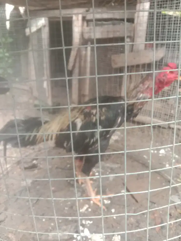 yg minat ayam Siam bangkok