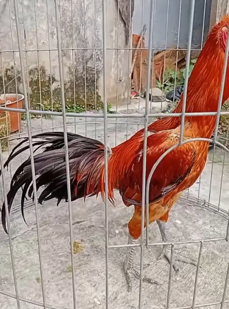 Ayam mangon anak jawara