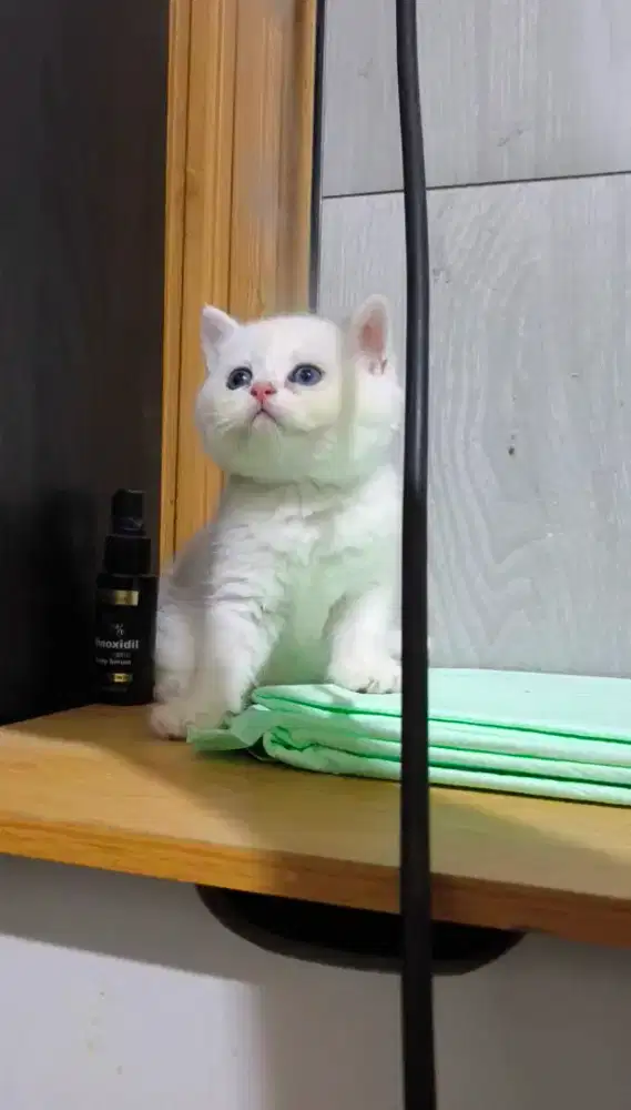 Bsh silver betina