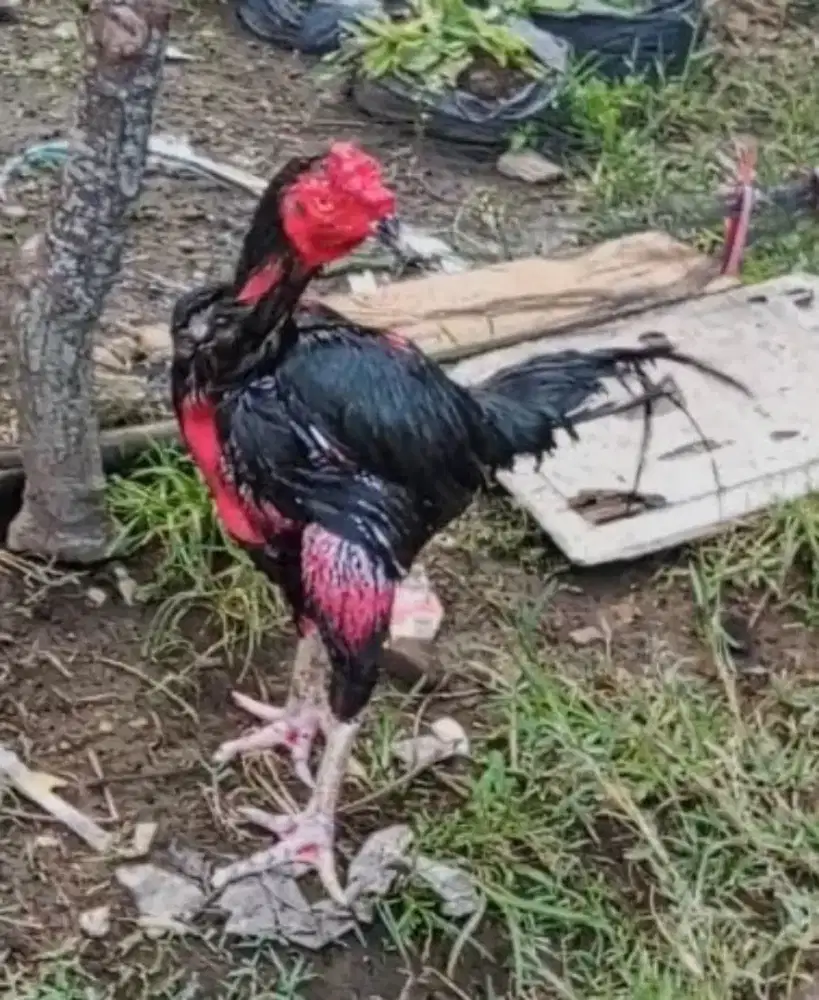 Ayam Bk jawara menang