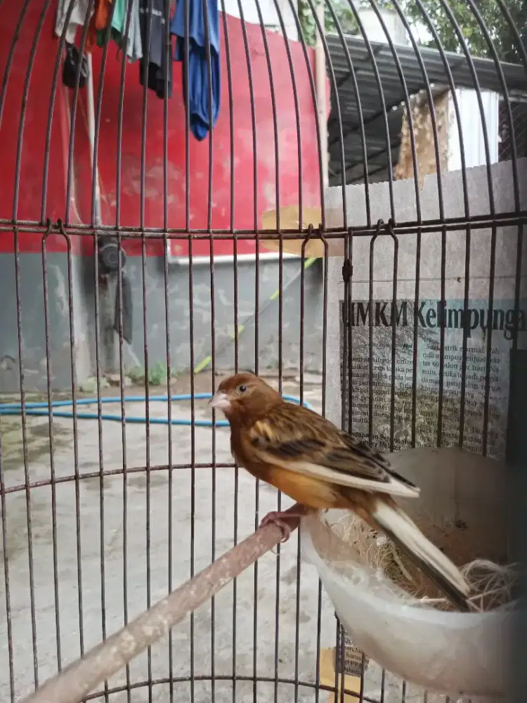 Burung Kenari Babon