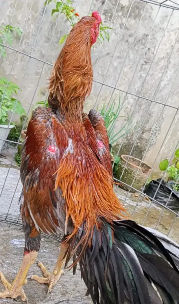 Ayam mangon anak si tomat