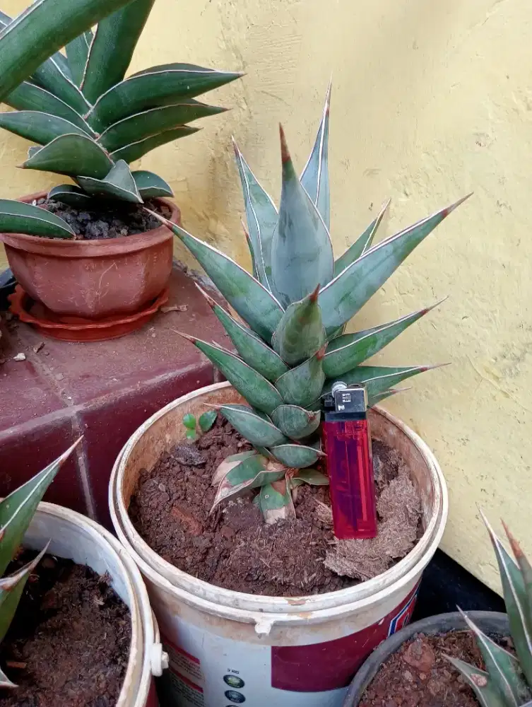 Di jual tanaman hias/sansevera