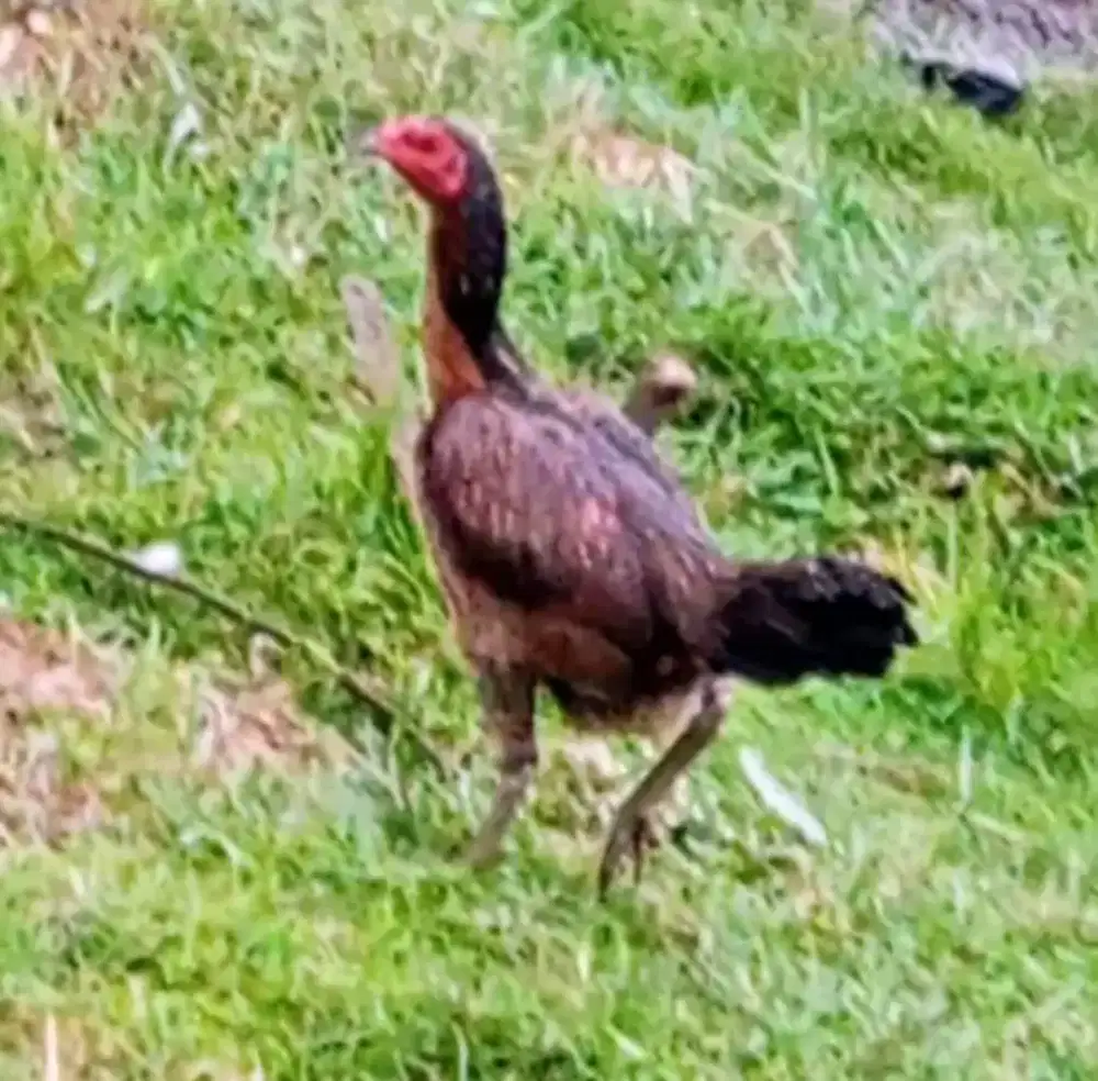 Ayam mangon anak si tomat