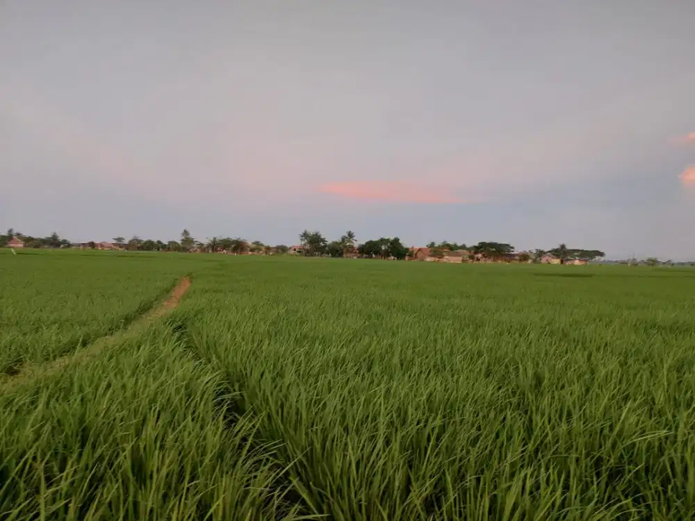 Dijual Sawah SHM Pebayuran 150rb/m Ecer/Full 1,9Ha