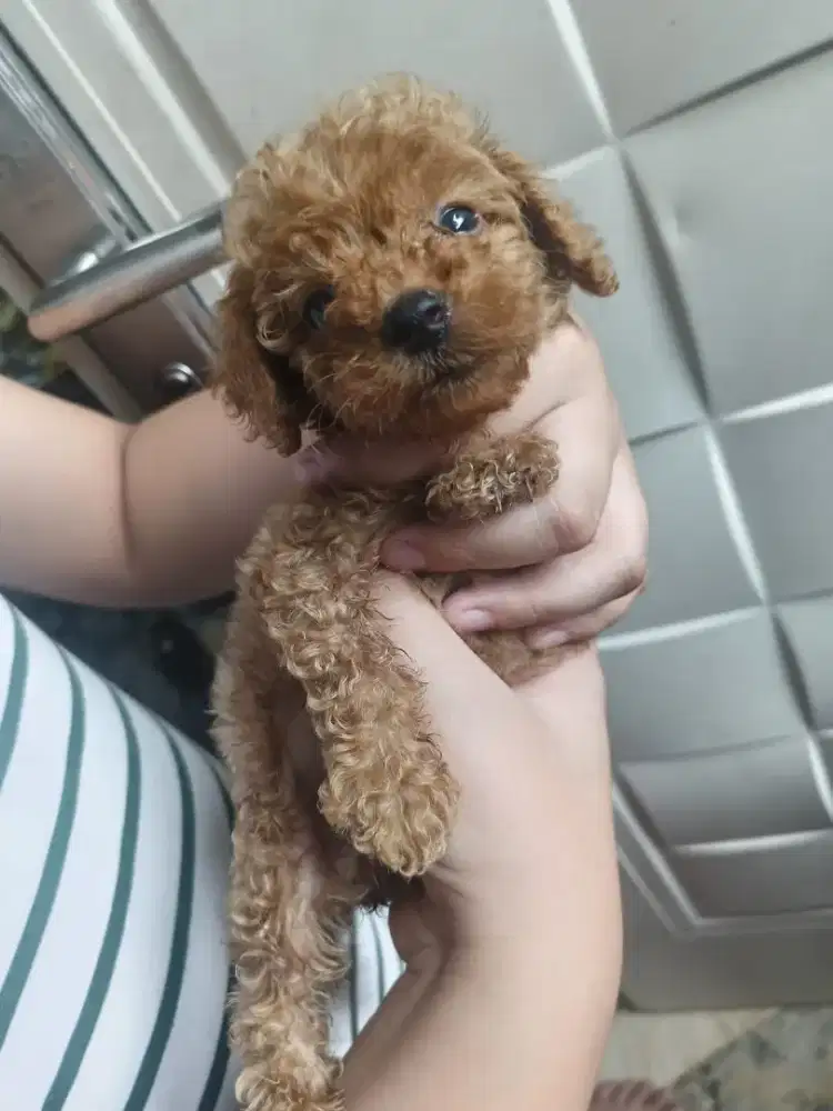 Dijual Anjing Mini Toy Poodle