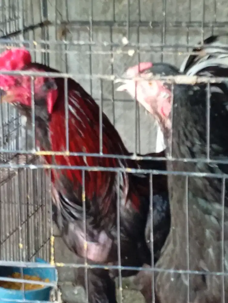 Ayam Birma sepasang