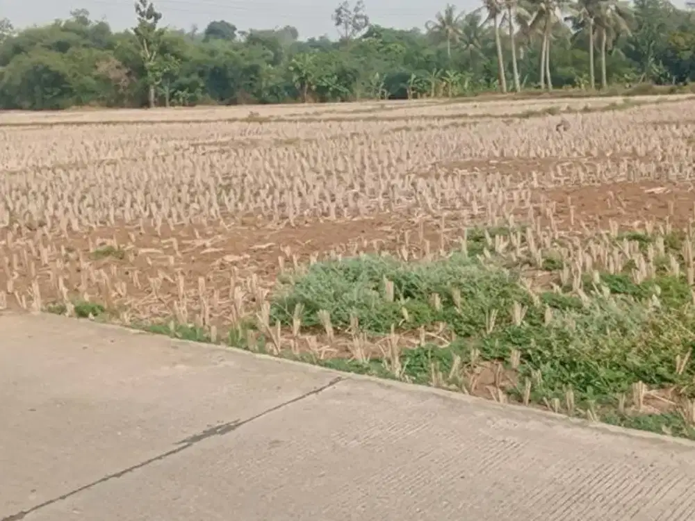 CARI TANAH LUAS? 10.000 M² DI JAWILAN, SHM, TOTAL HANYA Rp1,7 M!
