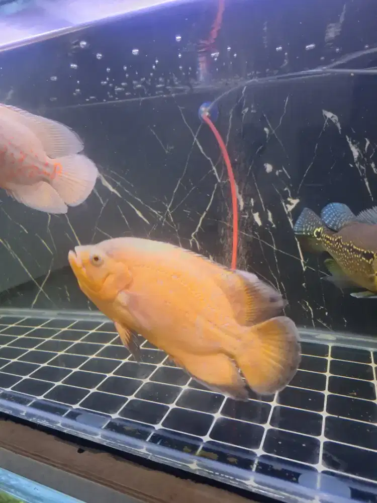 Ikan oscar  kurleb 20cm 6jarian