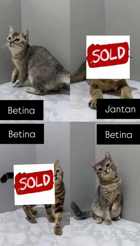 Kitten British Shorthair