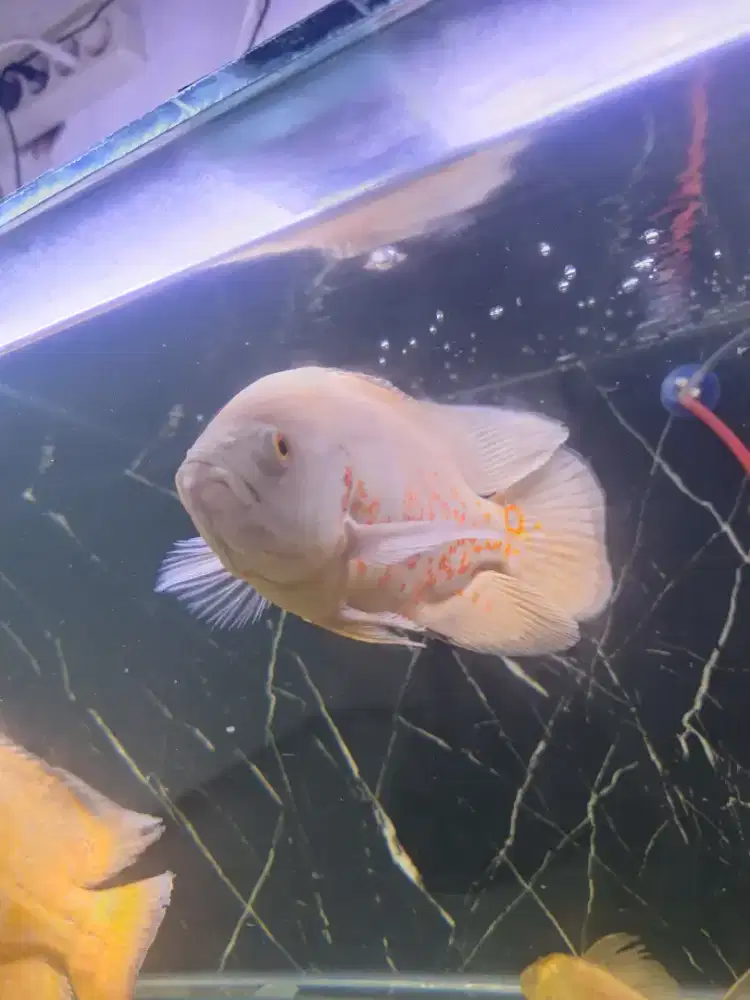 Ikan predator oscar