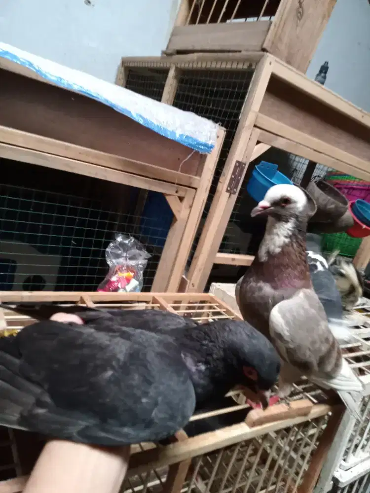 Burung dara merpati