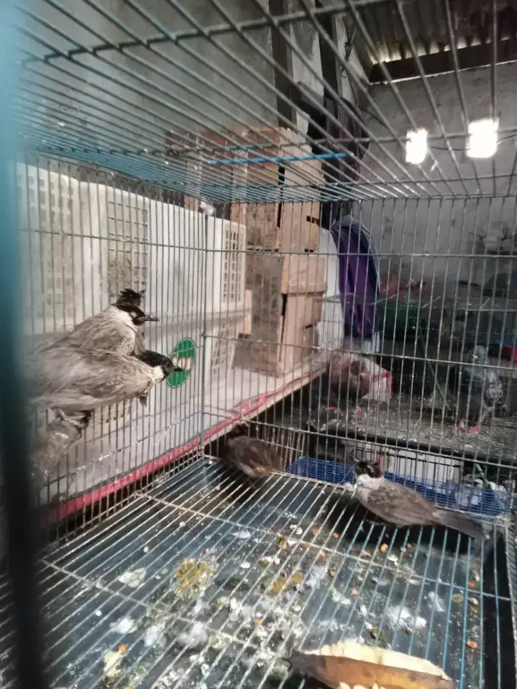 Burung kutilang