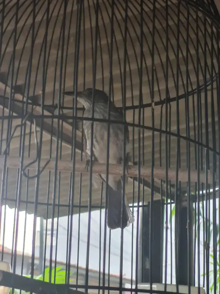 Burung Siri Siri