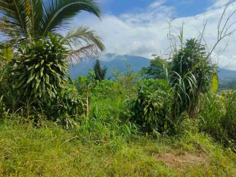 DI JUAL TANAH DARAT LUAS 3 HA COCOK UNTUK VILA DAN INVESTASI