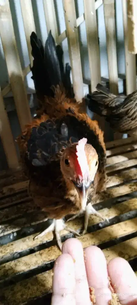 Ayam Bekisar Kate