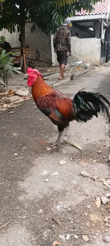 Ayam Pelung 6bulan