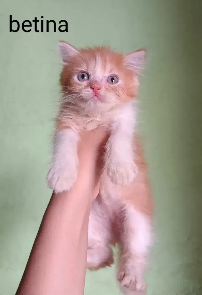 Kucing Kiten persia