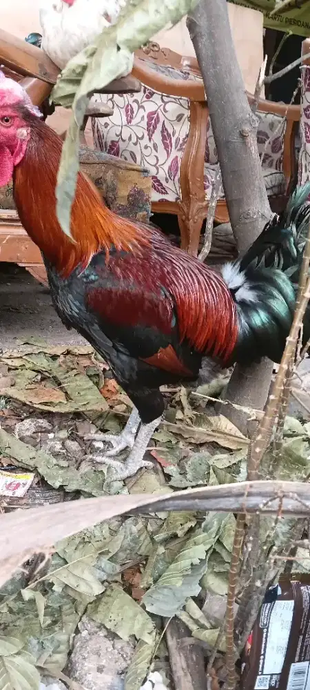 Ayam pelung usia 6bulan