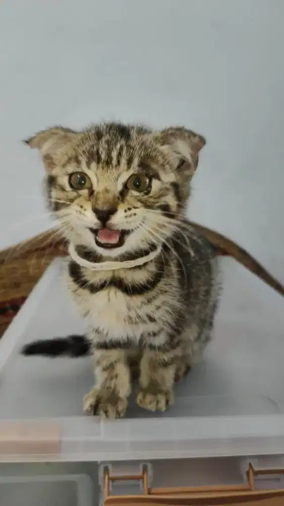 Lepas adopt kucing Scottish fold mixdom
