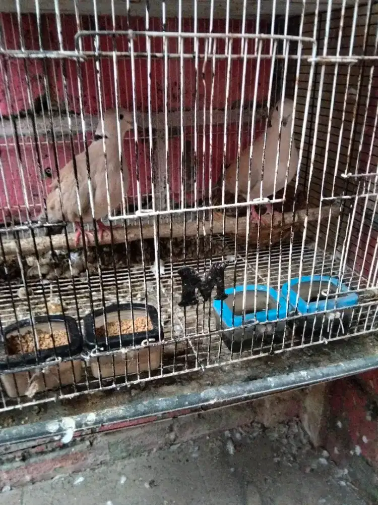 Puter pelung/pelung