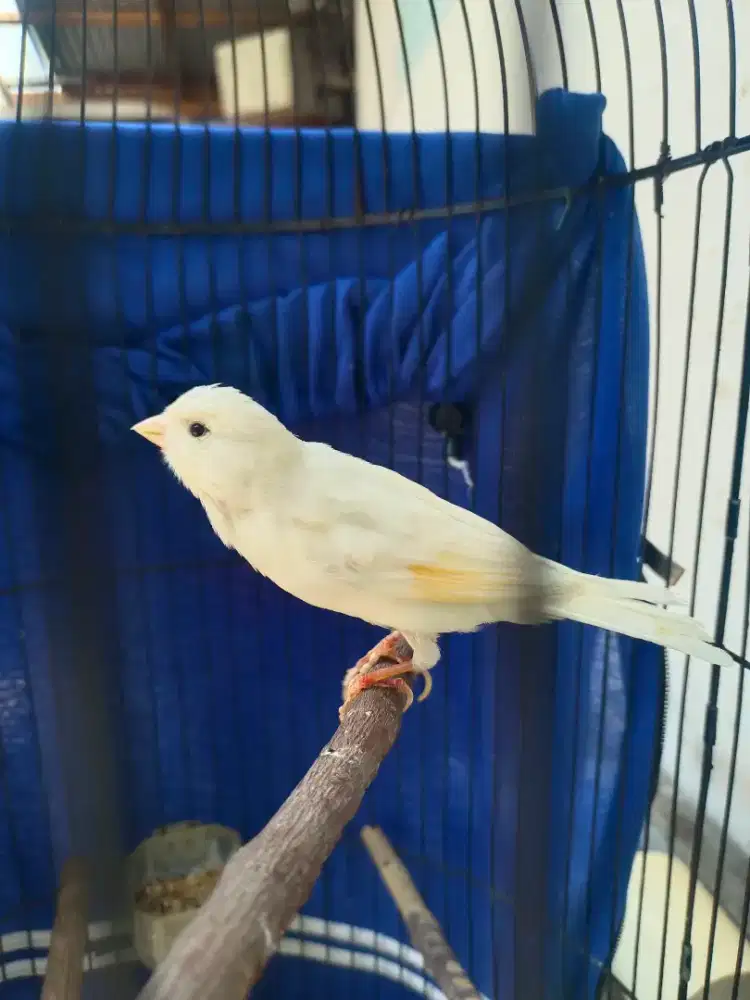 Kenari bodas polos gacor ngerek