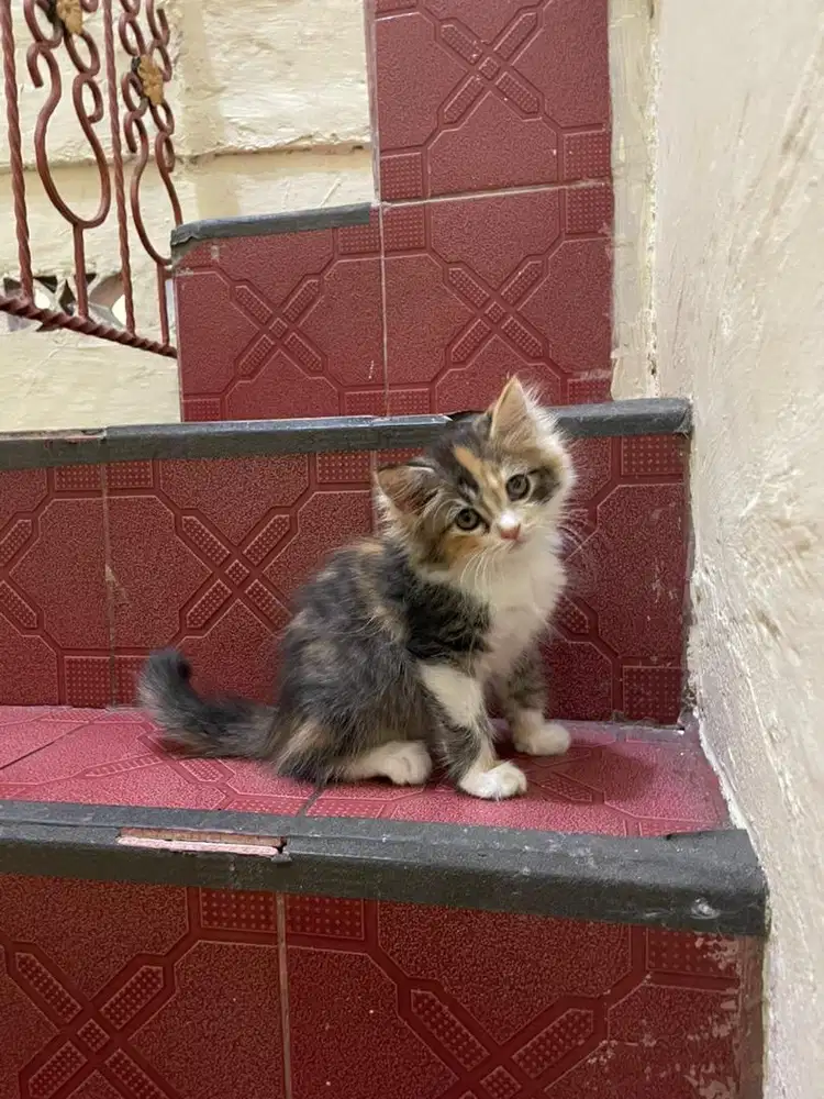 Kitten Persia Calico Betina