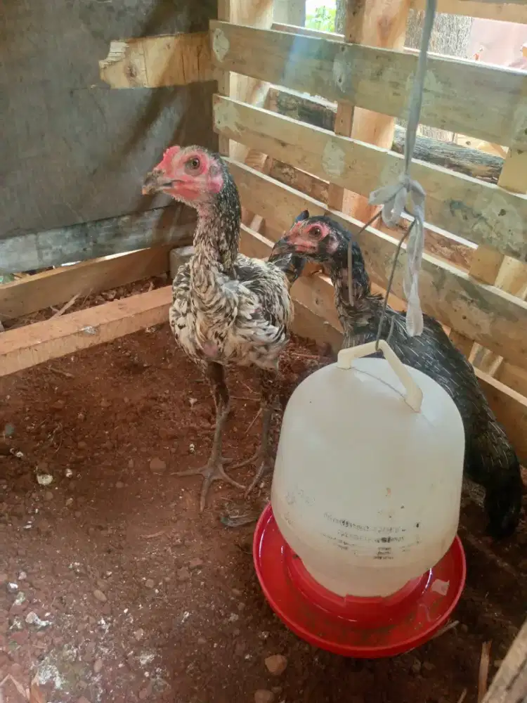 Dijual anakan ayam sepasang trach Yokere