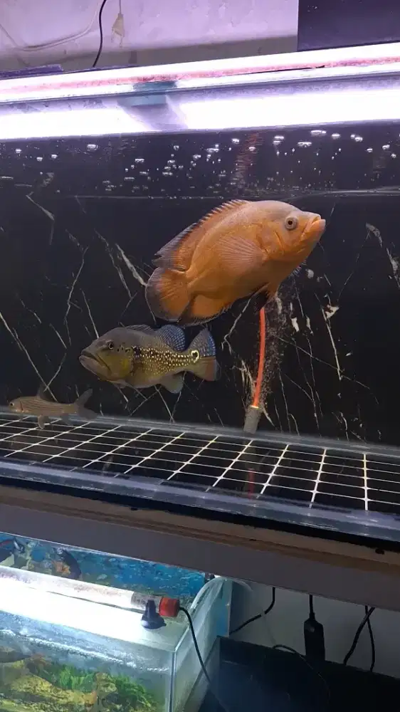 Ikan predator kurleb 25cm