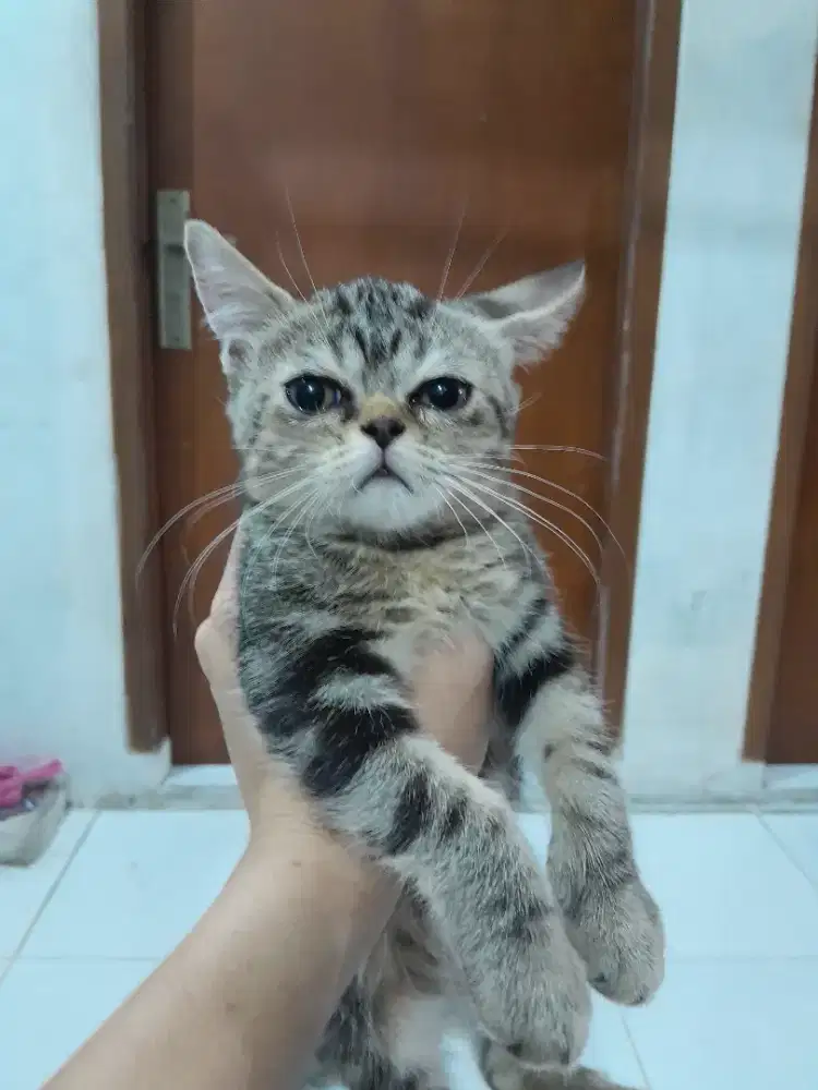 KITTEN BETINA PERSIA BULU KAPAS