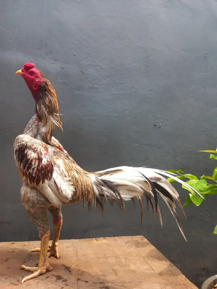 Ayam bangkok klasik