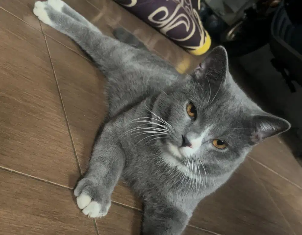 BSH jantan kesayangan