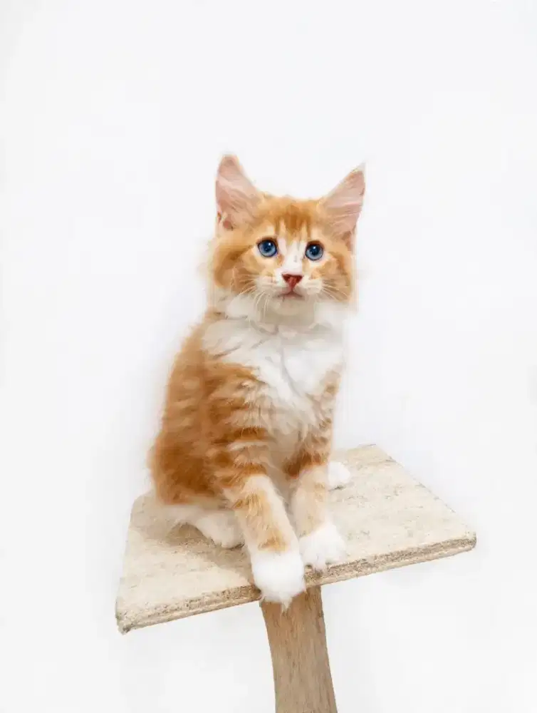 Kitten MaineCoon Betina Pure No mix. Induk Cfa Show Quality