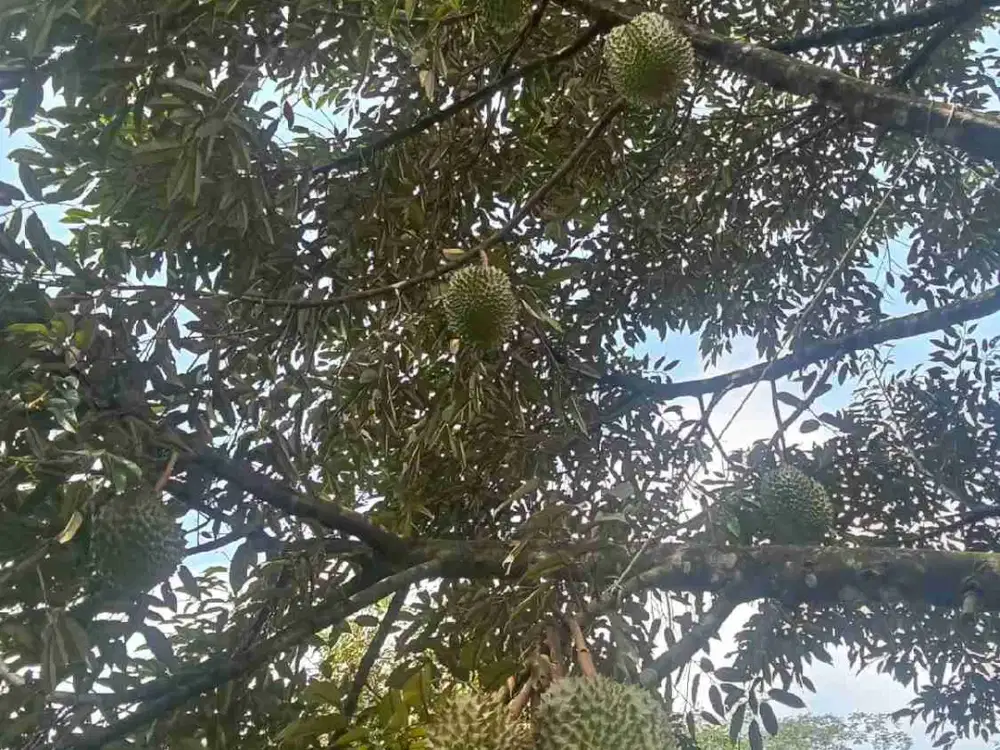 TANAH KEBUN DURIAN DI DESA MALABAR WANAREJA