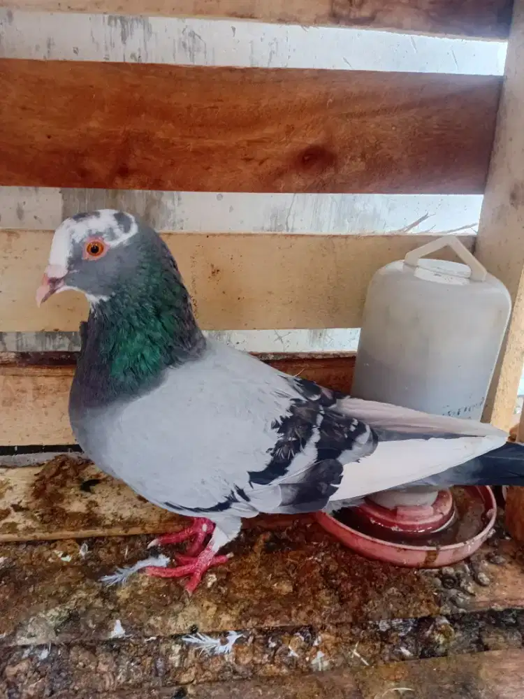 burung merpati jantan
