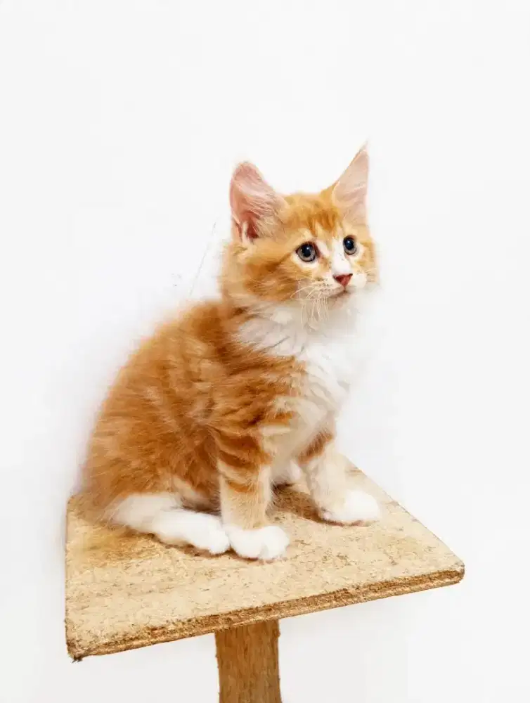 Kitten MaineCoon Betina Pure No mix. Induk Ped Cfa Show Quality