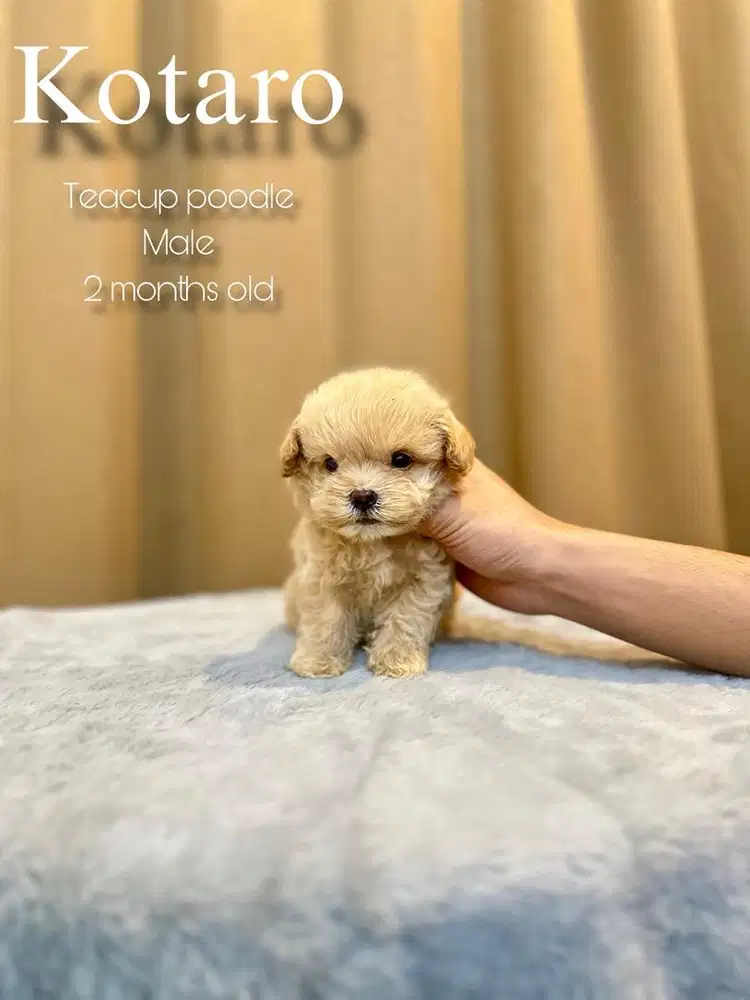 Teacup poodle jantan
