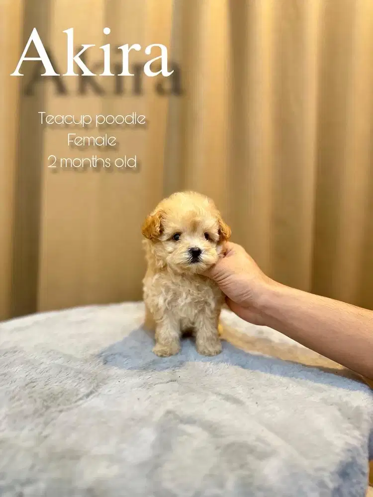 Teacup poodle betina