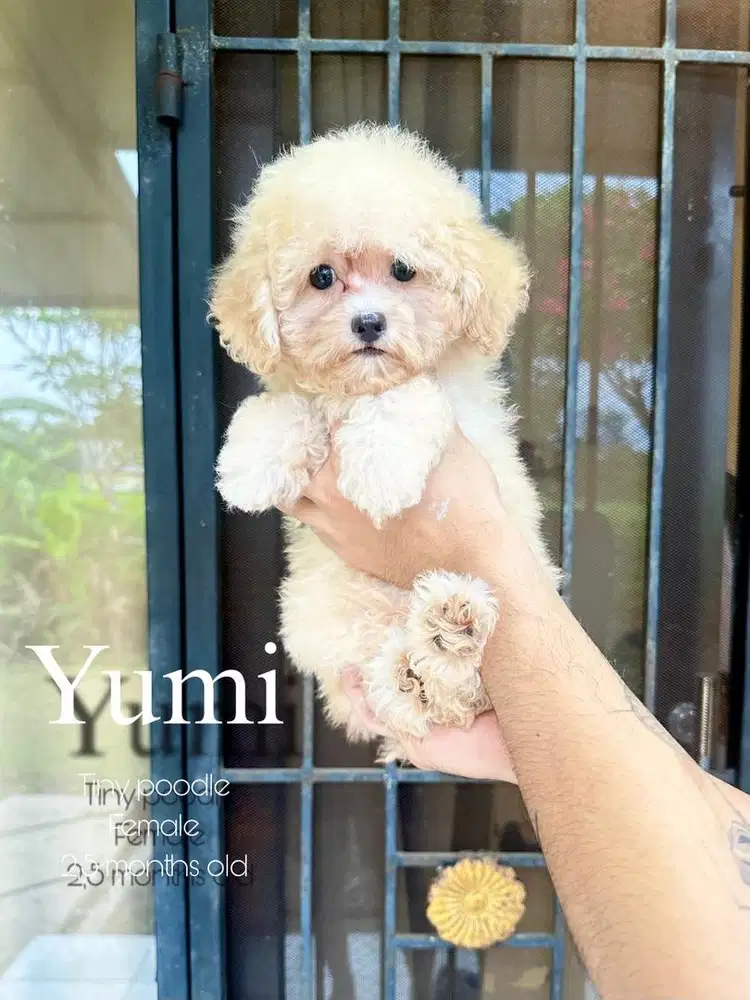 tiny poodle betina