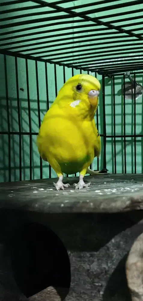 Burung Parkit Jantan Dewasa