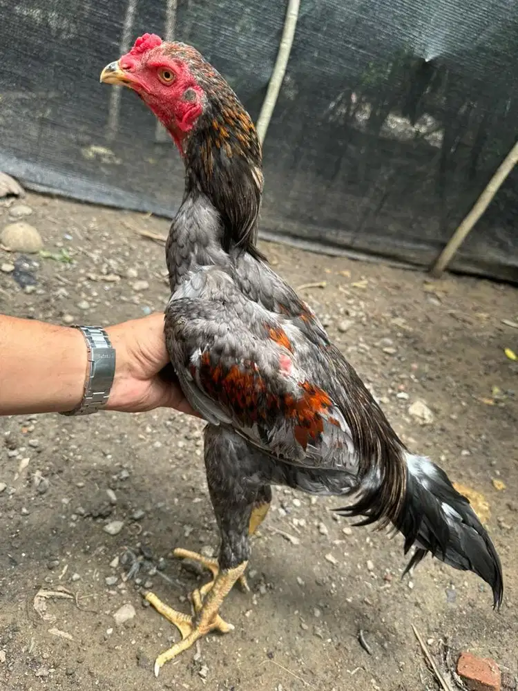 Ayam siam mangon