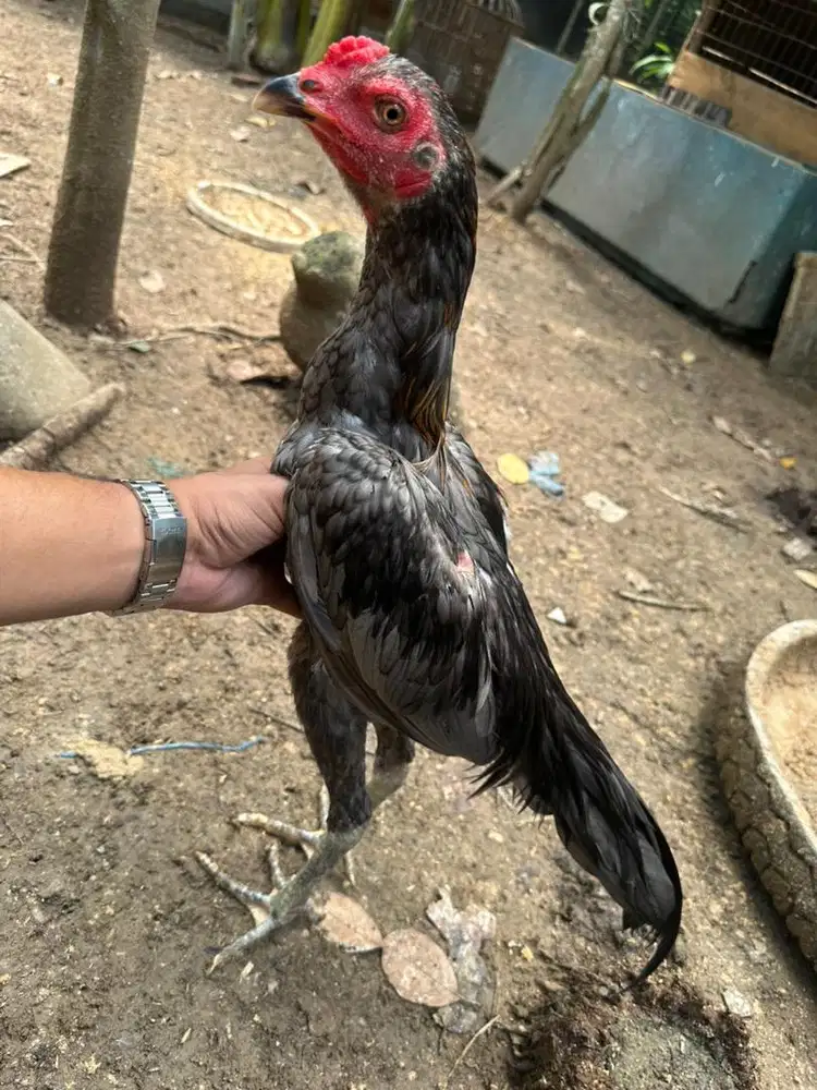 Ayam sian pamangon