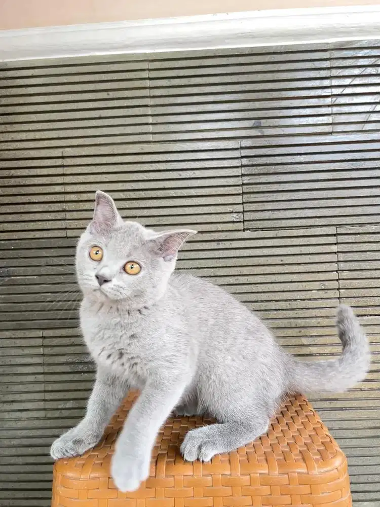 British Shorthair x Scottish Fold 4 bulan betina