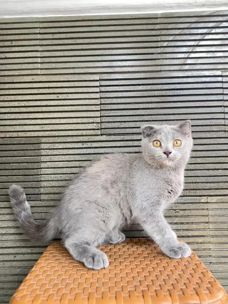 British Shorthair x Scottish Fold 4 bulan betina