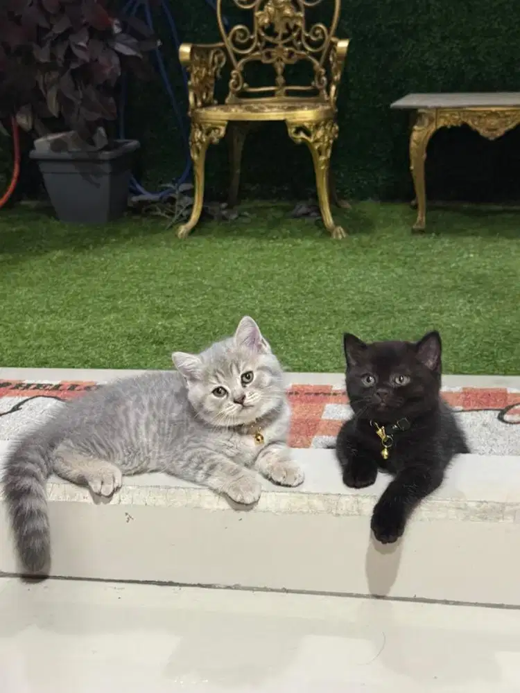 KITTEN BSH JANTAN