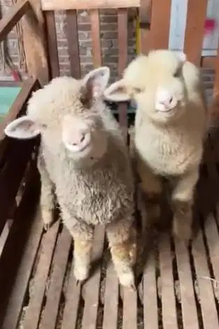 4 ekor anakan bibit domba merino 4 bln 1 jantan 3 betina superan puas
